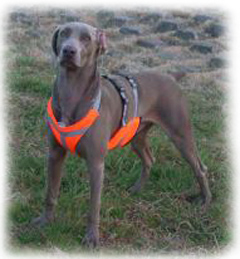 �磻�ޥ�ʡ��֥�ҥȡץ������ȥץ��ƥ�����